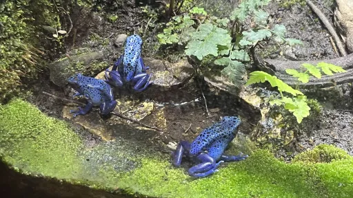 Blaue Fr&ouml;sche im Reptilpark Oslo