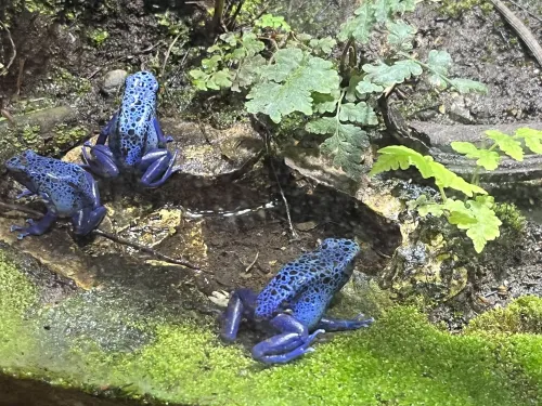 Blaue Fr&ouml;sche im Reptilpark Oslo